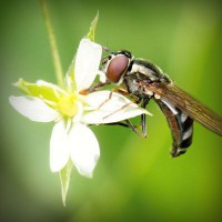 /album/%e5%a4%a7%e6%b3%a8%e7%9b%ae%e3%82%b7%e3%83%81%e3%82%ba%e3%83%b3-%e8%85%95%e6%99%82%e8%a8%88/photolia-a02-jpg/