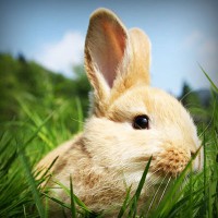 /album/%e5%a4%a7%e6%b3%a8%e7%9b%ae%e3%82%b7%e3%83%81%e3%82%ba%e3%83%b3-%e8%85%95%e6%99%82%e8%a8%88/photolia-a03-jpg/